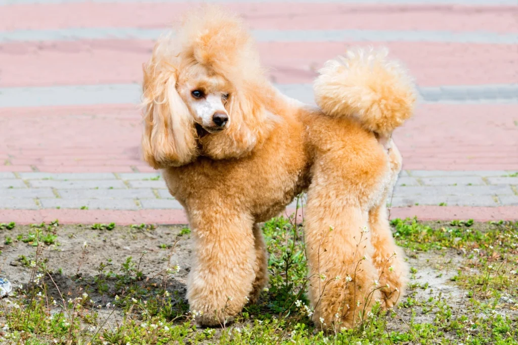 miniature purebred poodle