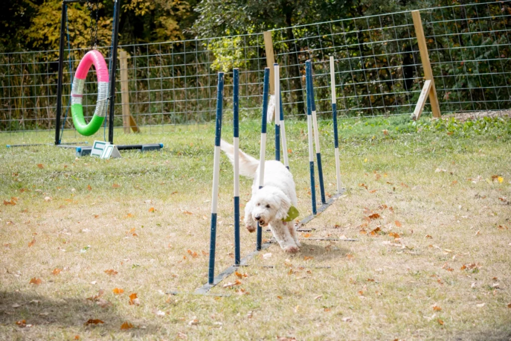 Poodle Cardio Twist 