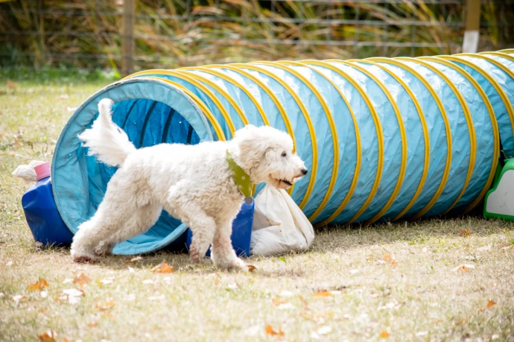 Poodle In Obstacle Course