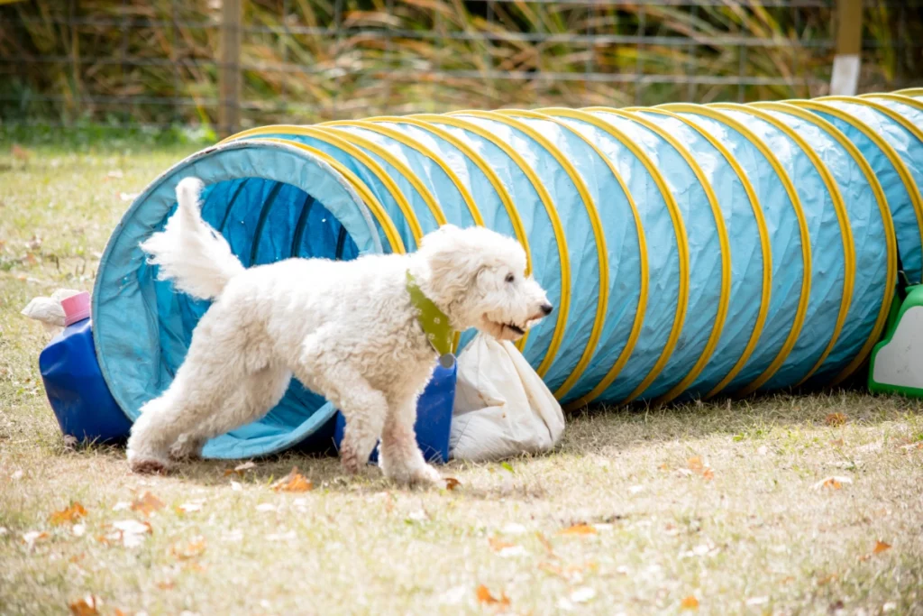 poodle in obstacle course