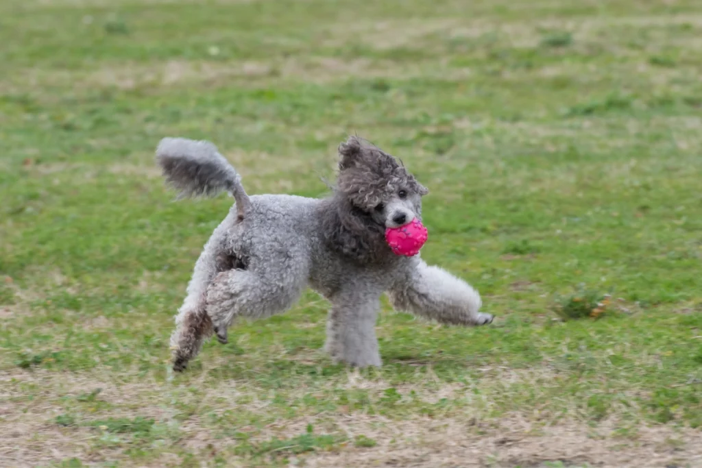 poodle playing fetch