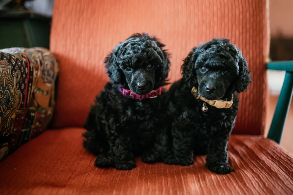 poodle pups