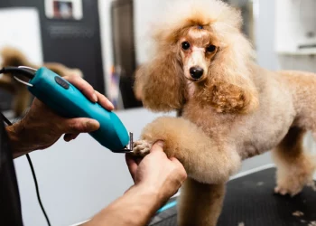 Why Are Poodles Getting Shaved?