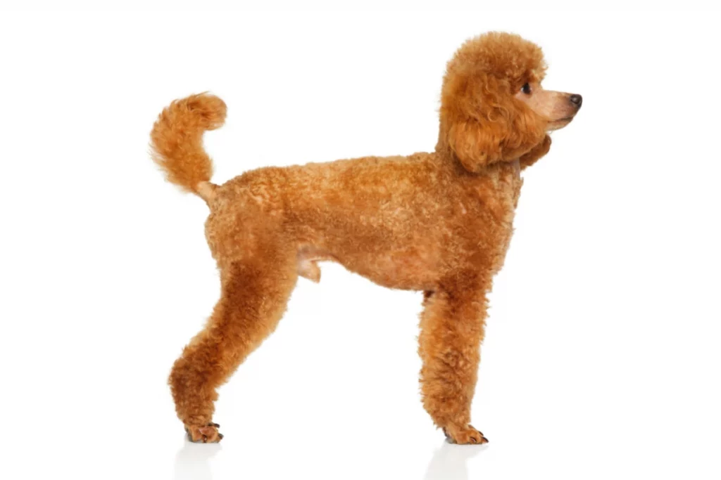 poodle with docked tail