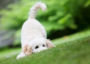 Poodle Tail Docking: Top 5 Questions Answered