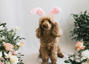 Poodle Ears: Infections, Treatments, And Grooming