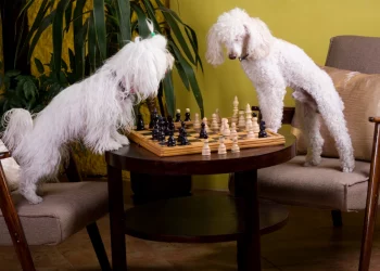 Poodle Games: Fun Activities You Can Do Together