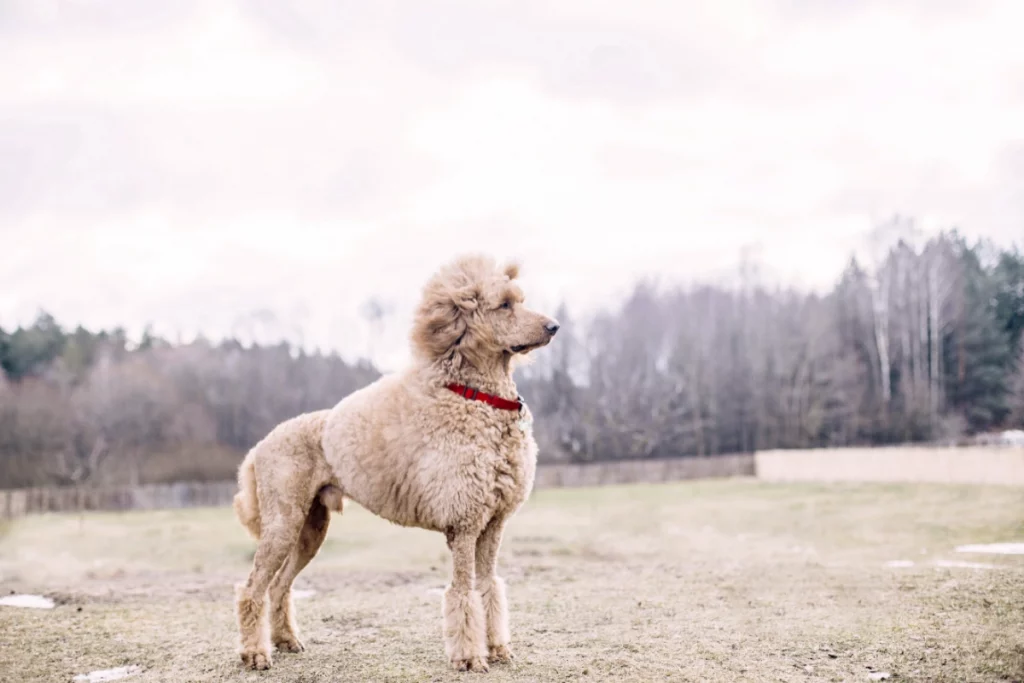 purebred standard poodle