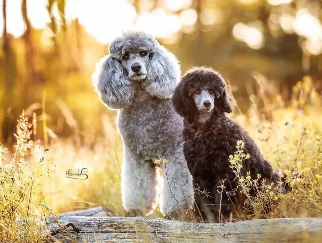 Standard And Miniature Poodle