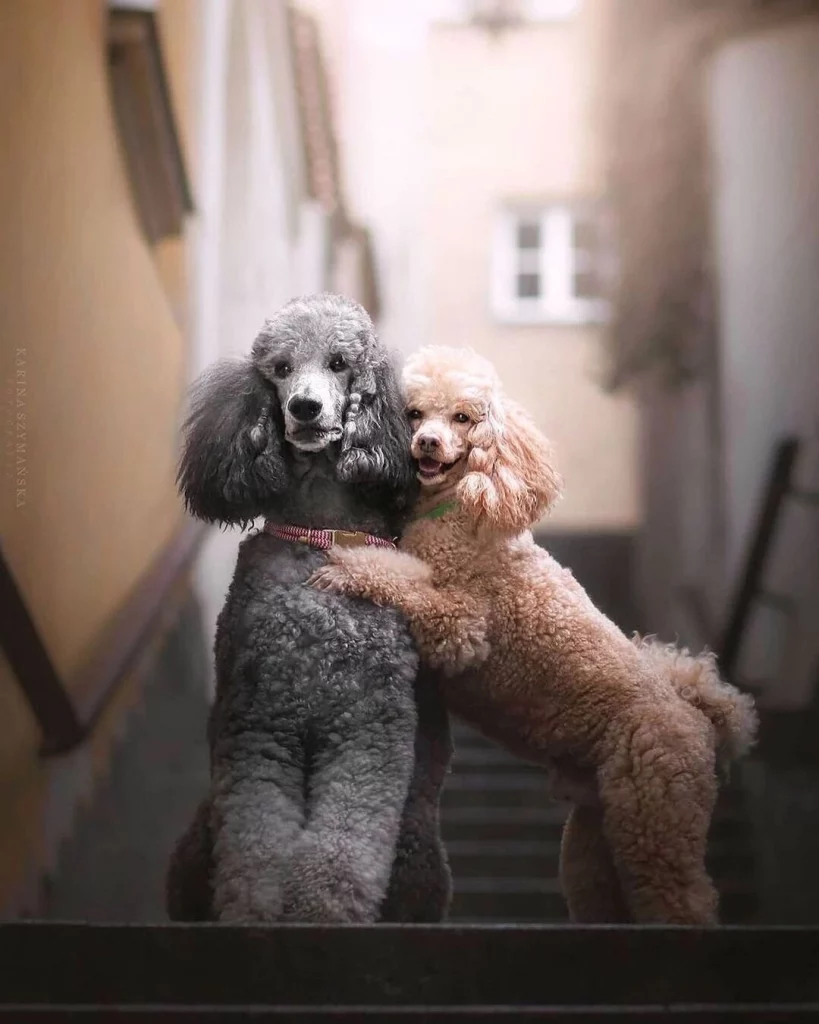 standard poodle and miniature poodle