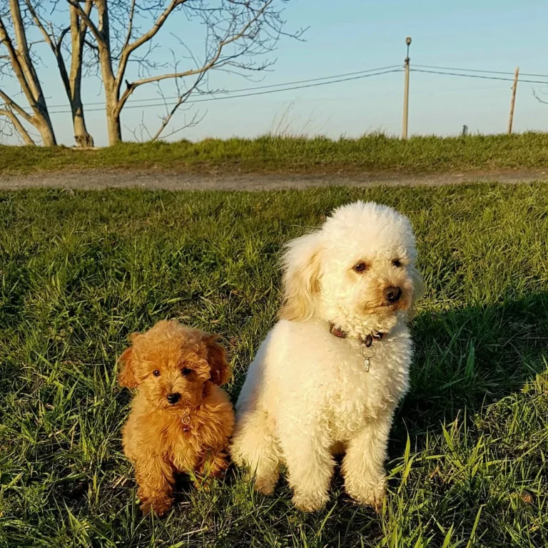 Toy And Miniature Poodle