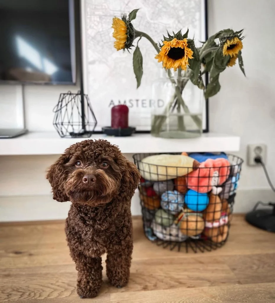 toy poodle