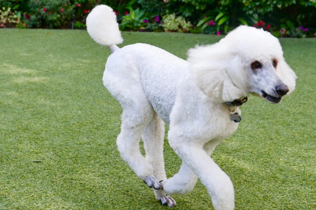 white poodle with docked tail