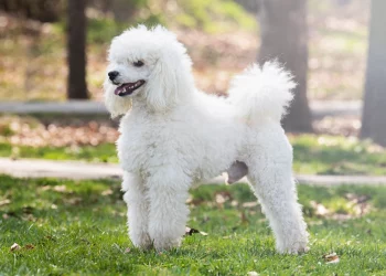 Is My Poodle A Purebred: Here’S How To Tell