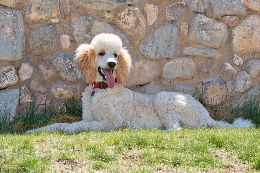 white standard poodle