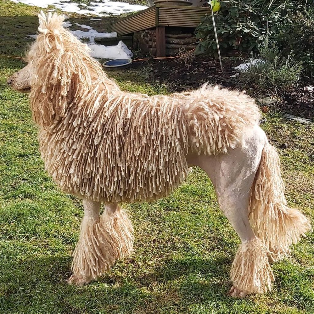 Cream corded poodle