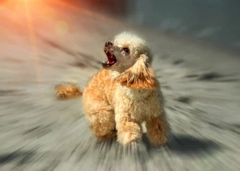 Aggressive Poodle: All You Need To Know!