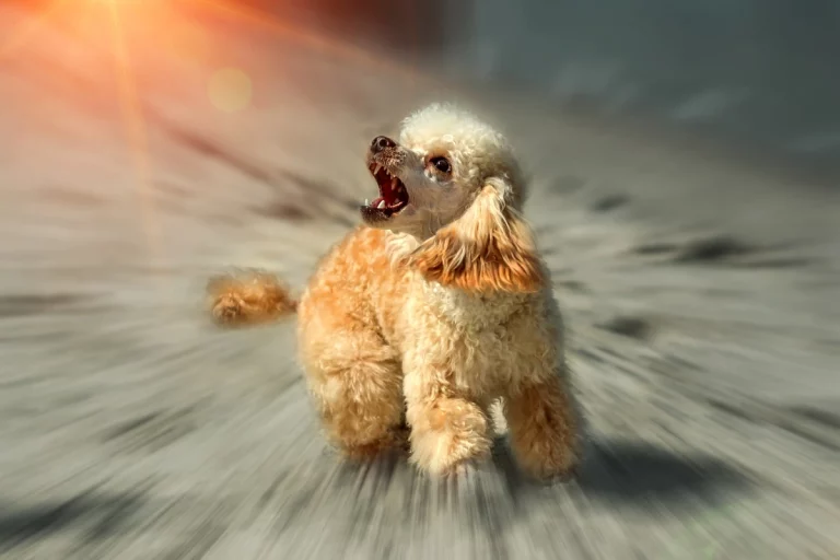 Aggressive Poodle