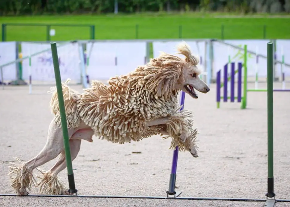 Corded Poodle Jumping