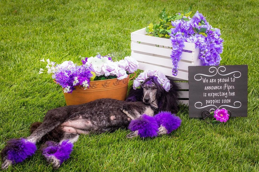 Poodle Pregnancy: All You Need To Know