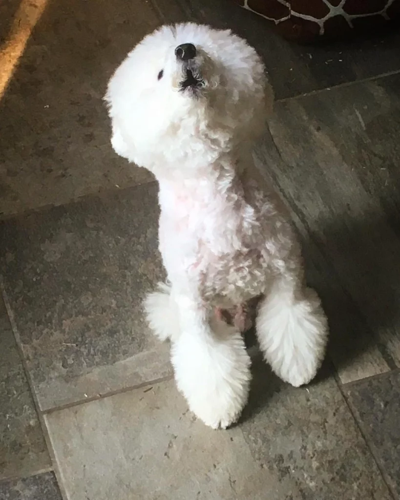 White toy poodle howling