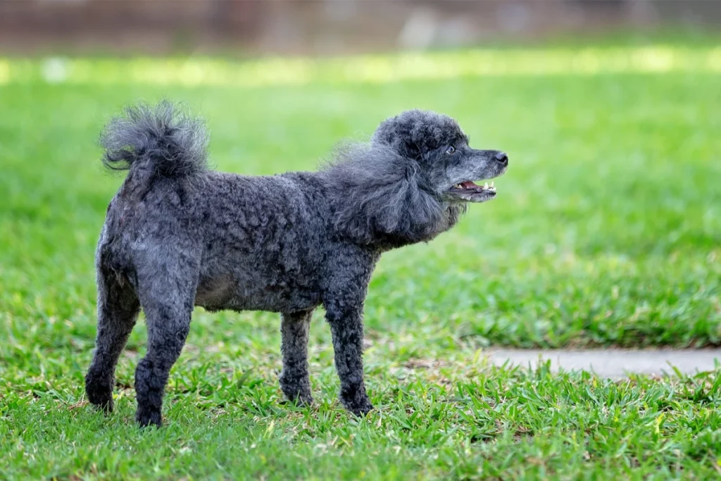 Black Poodle Barking