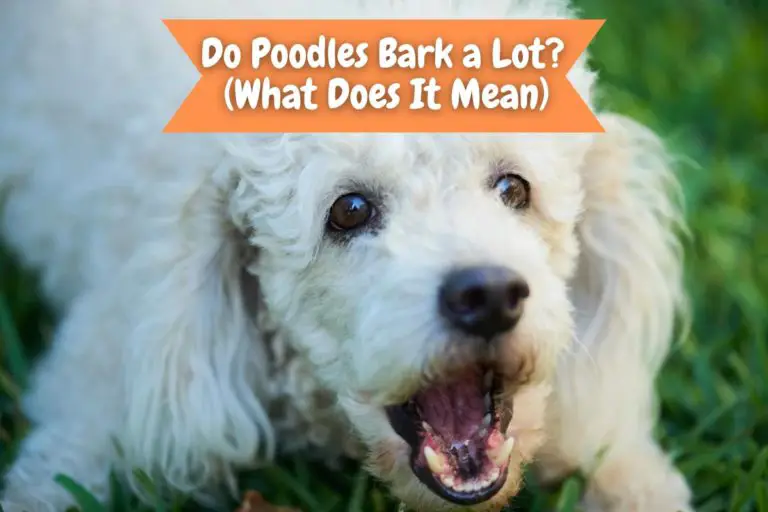 Do Poodles Bark A Lot? (What Does It Mean)