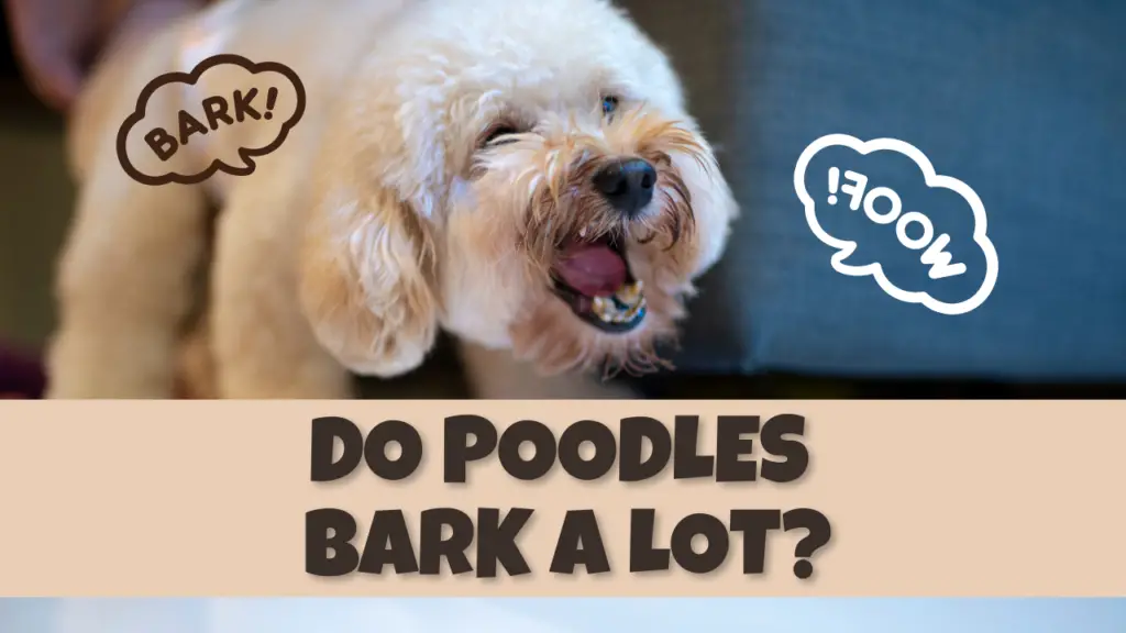 Do Poodles Bark A Lot_ (What Does It Mean)