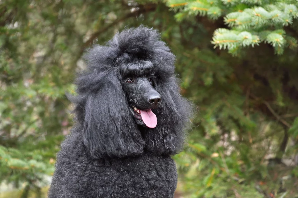 black poodle nose