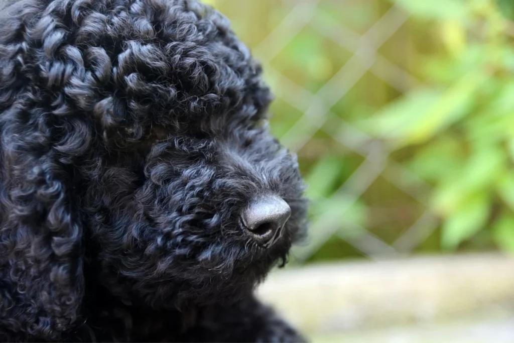 black poodle puppy nose