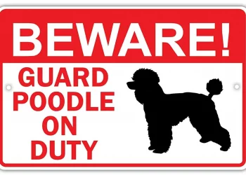 Are Poodles Good Guard Dogs?