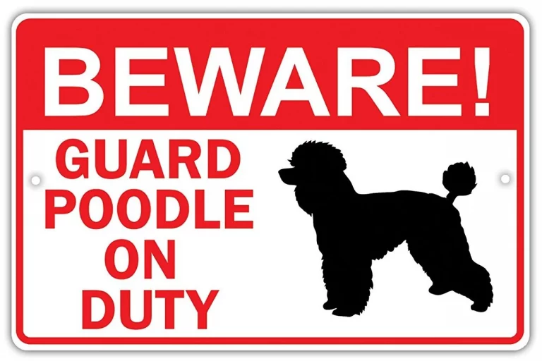 Poodle As Guard Dog