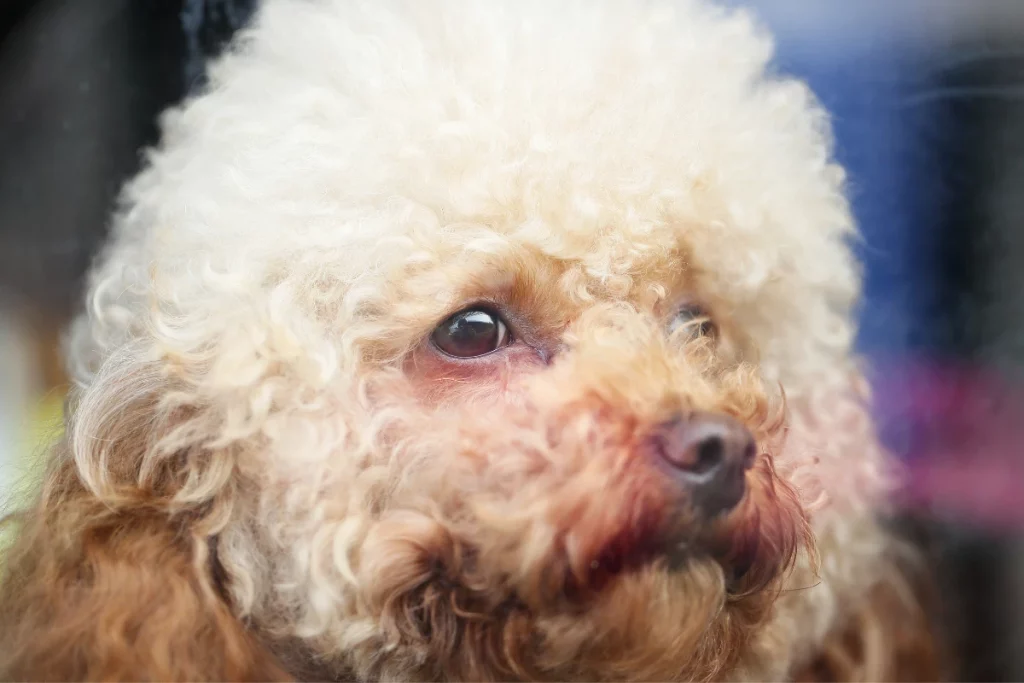 poodle face wash