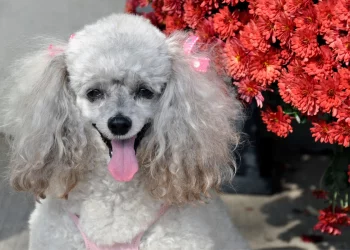 When Do Poodles Go Into Heat: What To Expect