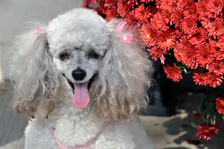 Poodle In Heat