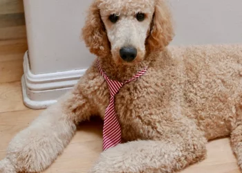 Are Poodles Smart? Yes, They Really Are