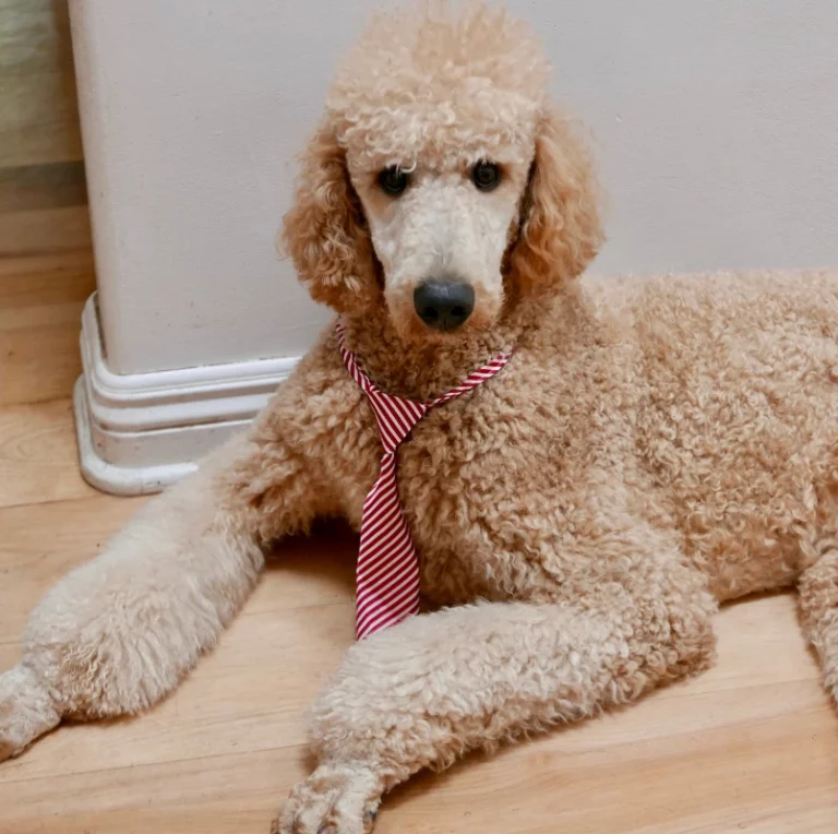 Poodle With Tie