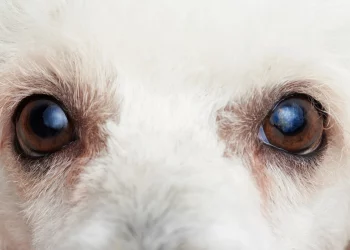 Do Poodles Actually Have Long Eyelashes?