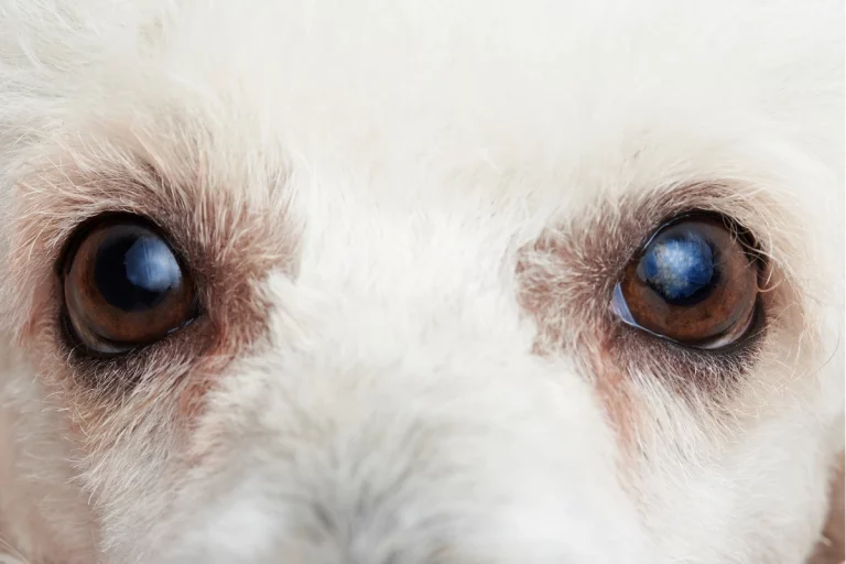White Poodle Eyelashes