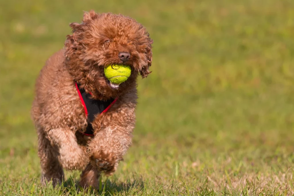 Chocolate Poodle Running With Tennis Ball