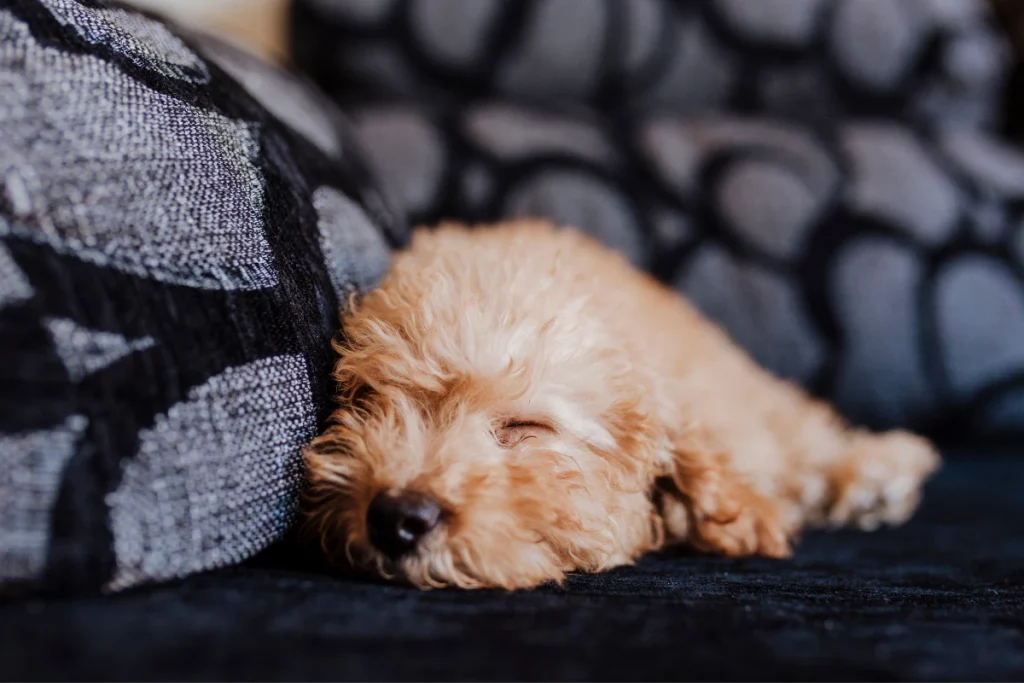 Poodle Sleeping On Sofa