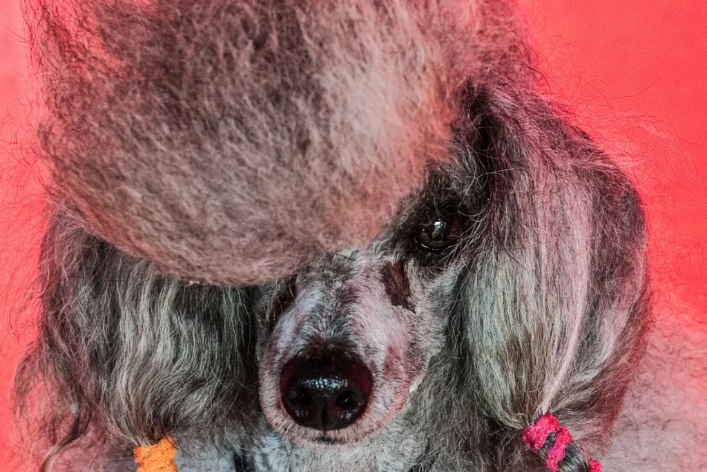 Poodle Has Hair Prepared For Dog Show