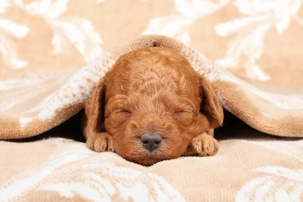 Poodle puppy sleeping