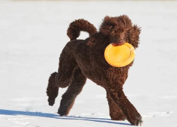The Importance Of The Poodle’S Exercise Needs