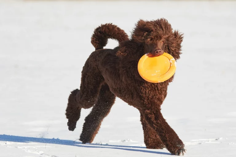 Poodle Running With A Frisbee In Winter