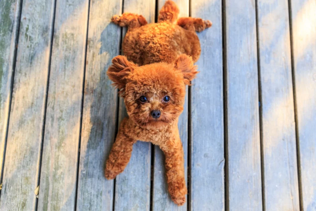 Toy Poodle Puppy