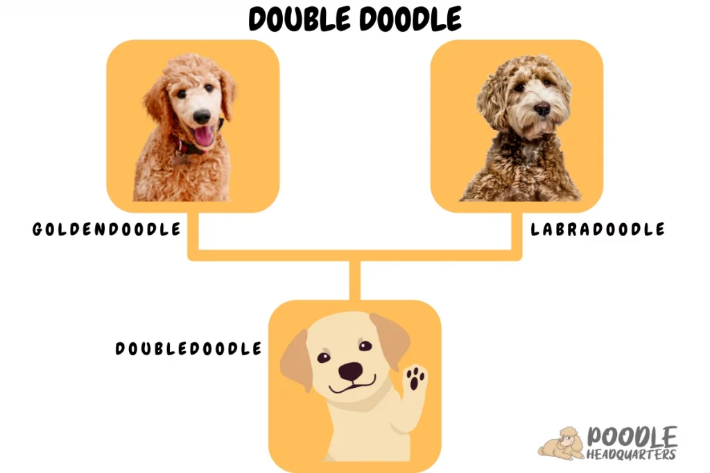 Doubledoodle