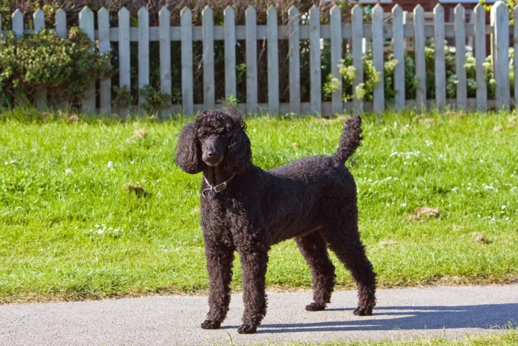 Doodle Vs Poodle – What's The Difference? | PoodleHQ