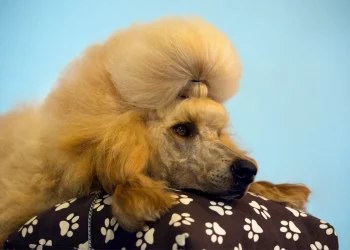 Do Poodles Have Hair Or Fur And Why It Matters To Humans