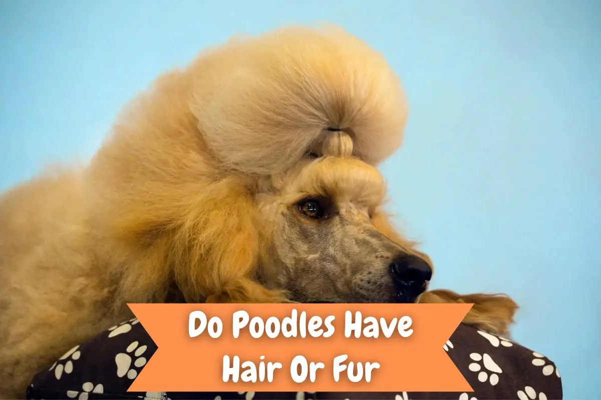 why do poodles have hair